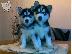 PoulaTo: Kαλή τιμή!!!.Πουλάω όμορφα κουτάβια ράτσα SIBERIAN HUSKY - Σιβηριανος Χασκι -220 euro...